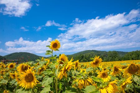 運気が上がる画像特集！今すぐ壁紙にして幸運を呼び込もう | Clover（クローバー）