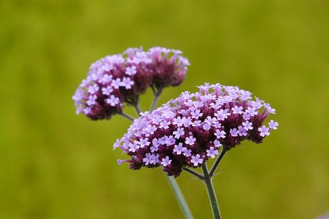 バーベナの花言葉一覧 由来についても紹介します Clover クローバー