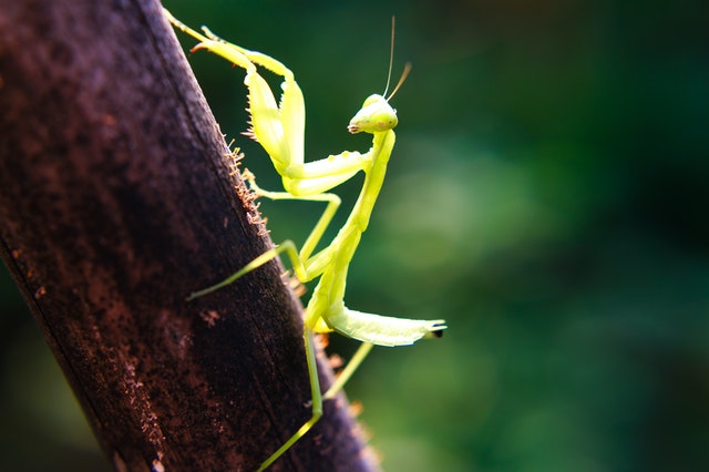 占い師監修 カマキリに関する夢の11の意味 見た目の怖さとは裏腹に幸運を運んでくる Clover クローバー