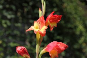 【花言葉】努力や勝利、希望など気持ちが元気になる花一覧を紹介！ | Clover（クローバー）