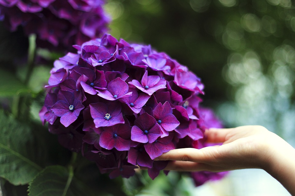 紫陽花のタブーは何ですか？