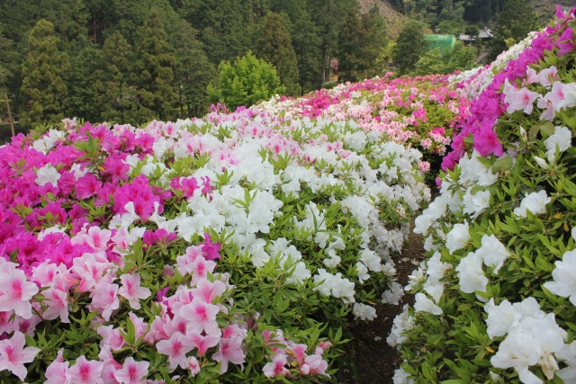 夢占い つつじの夢を見る意味とは つつじの花言葉や色別の意味と由来も解説 Clover クローバー